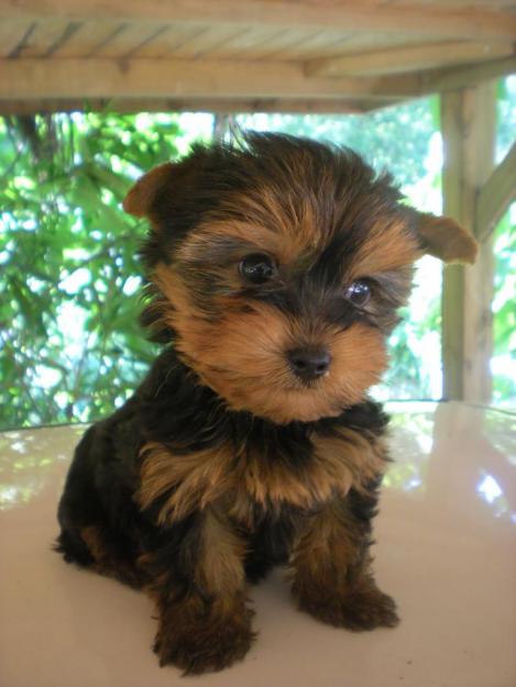 yorkshire terrier  cachorrito residencia canina y criadero  en barcelona