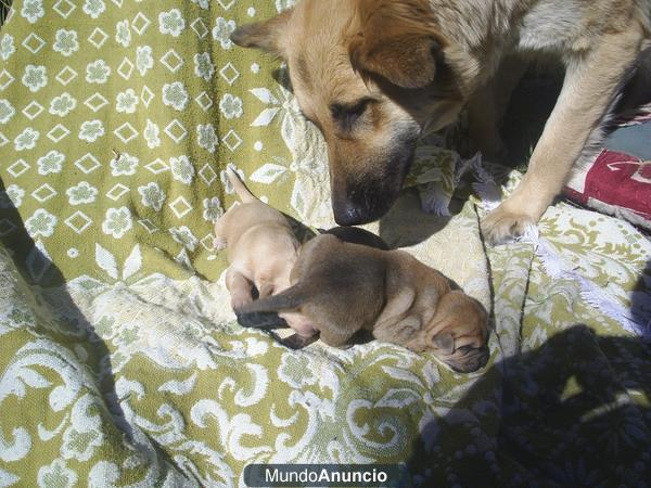 BUSCAMOS HOGAR PARA CACHORROS PRECIOSOS