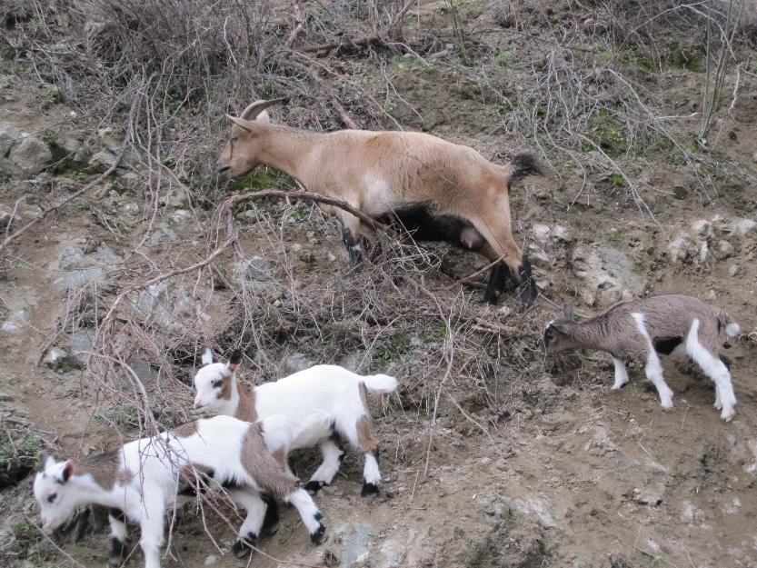 cabras enanas