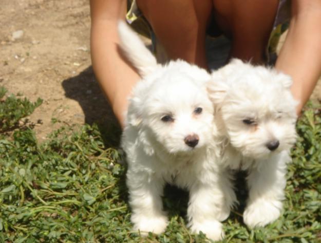 cachorros bichon maltes