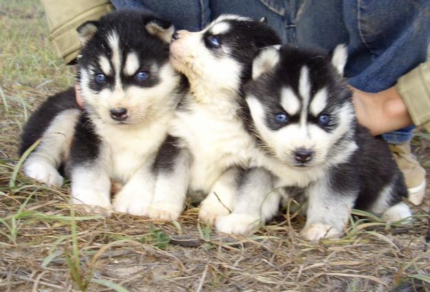 cachorros husky