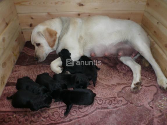 Labradores procendentes de las mejores lineas