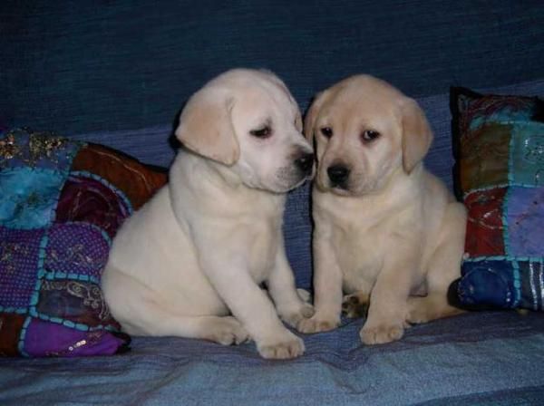 preciosos cachorros de LABRADOR CON PEDIGREE 360EUROS