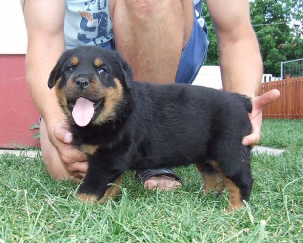 ROTTWEILER CACHORROS