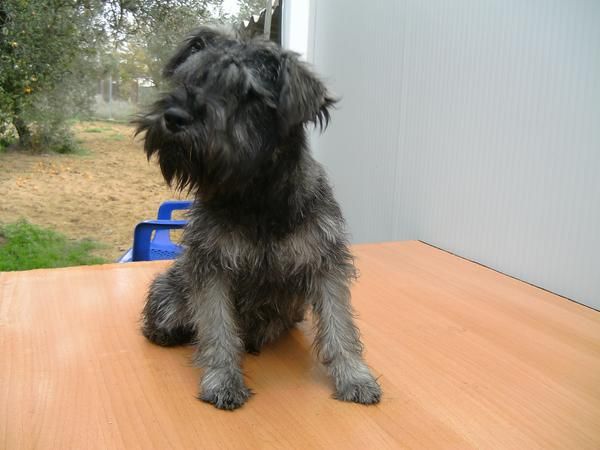 se vende schnauzer miniatura