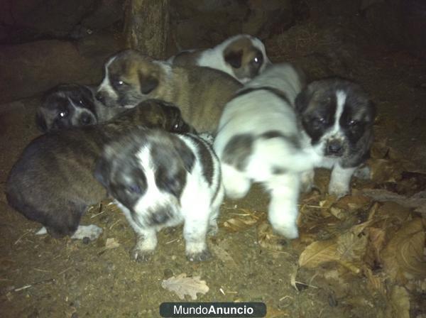 SE VENDEN CACHORROS DE MASTIN