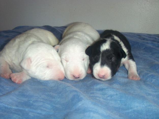 bull terrier