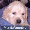 Cachorros de Golden Retriever