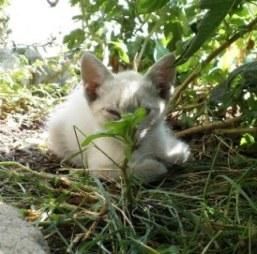 Gatitos preciosos de 2 meses y medio