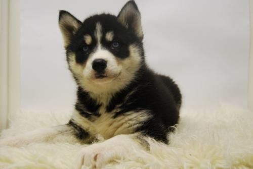 Husky Siberiano - Cachorros Disponibles