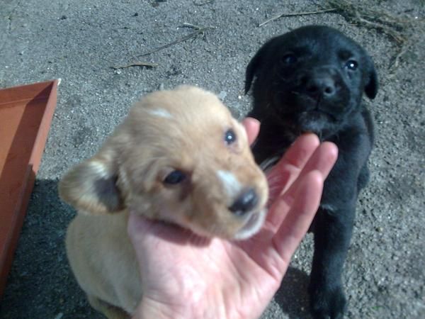 se venden preciosos cachorros labrador