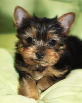 Yorkie cachorro afectuoso para usted.