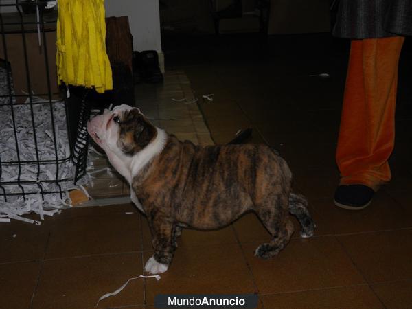 BULLDOG INGLÉS PEDIGREE NACIONAL