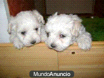 Perritos de Bichon Maltés, de Calidad!