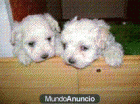 Perritos de Bichon Maltés, de Calidad! - mejor precio | unprecio.es