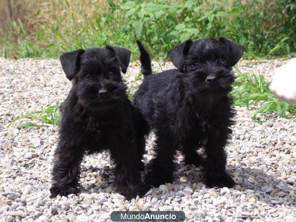 Camada Schnauzer Mini 390€