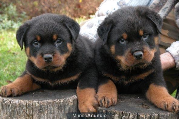 deseo me regalen cachorrita rottweiler