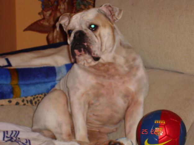 disponemos de preciosa camada bulldog ingles