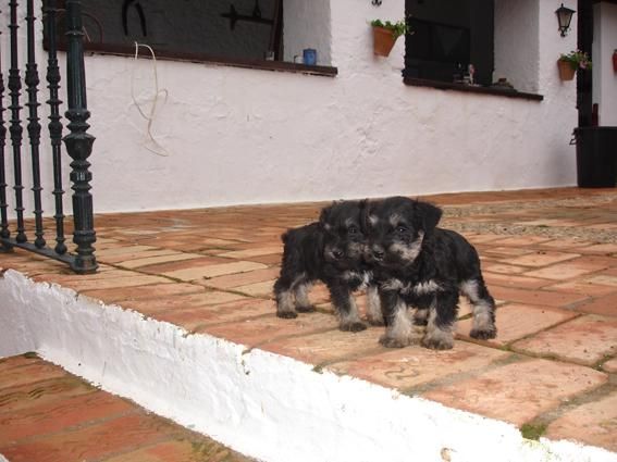 Schnauzer mini negro-plata