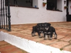 Schnauzer mini negro-plata - mejor precio | unprecio.es