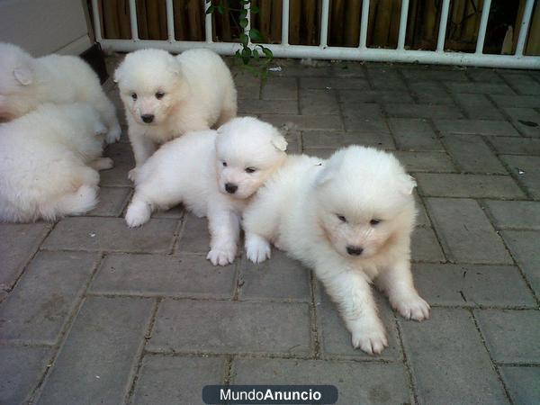 Vendo cachorro de samoyedo