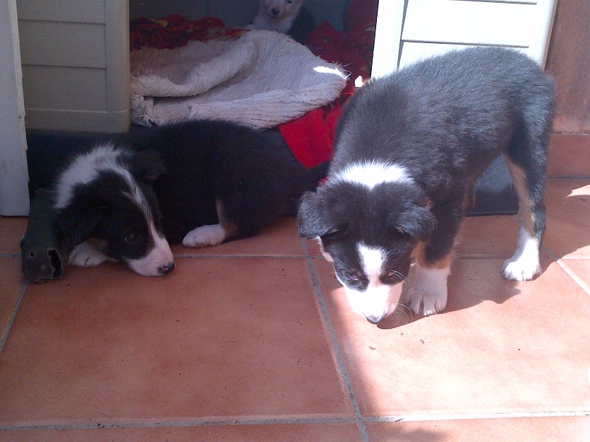 Vendo cachorros border collie