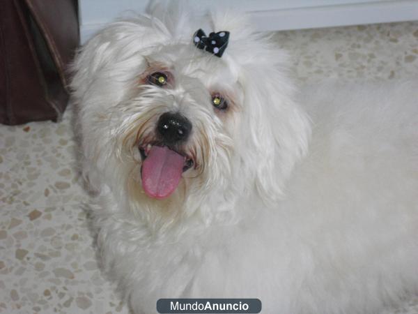 BUSCO NOVIA PARA MI AMIGO, UN BICHON MALTES DE 4 AÑOS,,MUY GUAPO,,622137081