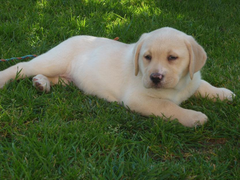 Cachorra de Labrador Retriever