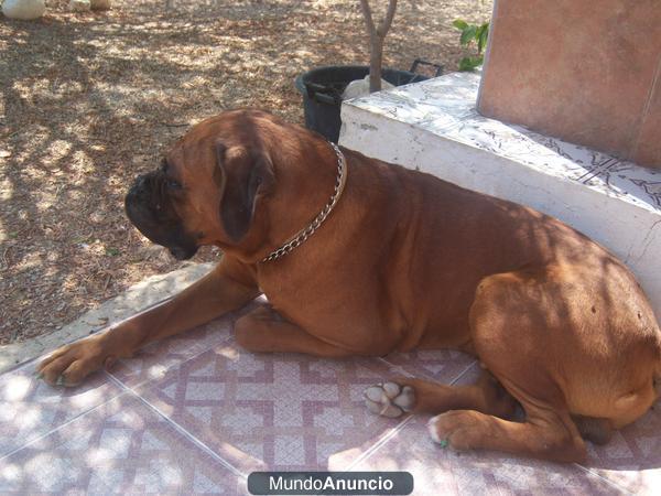 camada de boxer de pura raza