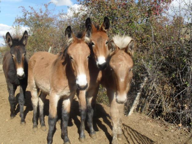 MULETOS AL DESTETE CON CAPA