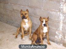 PIT BULL AMERICAN TERRIER MUY GUAPOS