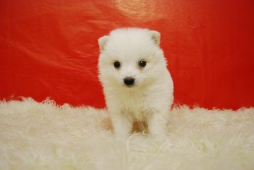 POMERAIAS COLOR BLANCO MACHOS Y HEMBRAS CON 2 MESES