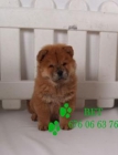 vendo camada de Chow-chow, muy economicos - mejor precio | unprecio.es