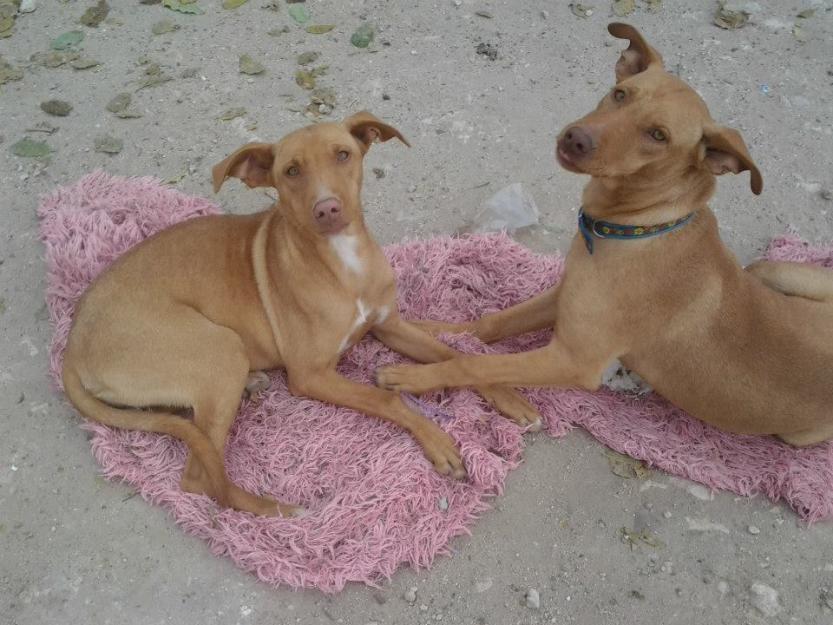 Romeo podenco en adopción