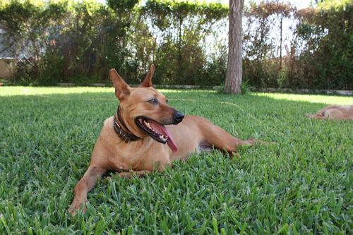 Bartolo, mestizo en adopción.