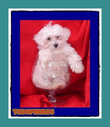 BICHON MALTES a 400E