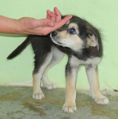 Cachorrita en adopcion de dos meses