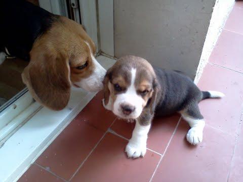 Cachorro Beagle 250 euros Hermoso y Vacunado.