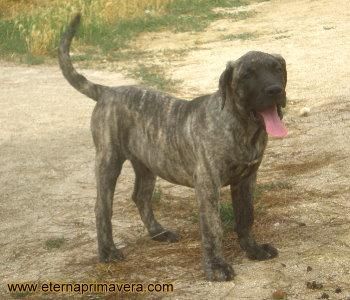 Dogo Canario / Presa Canario hembras