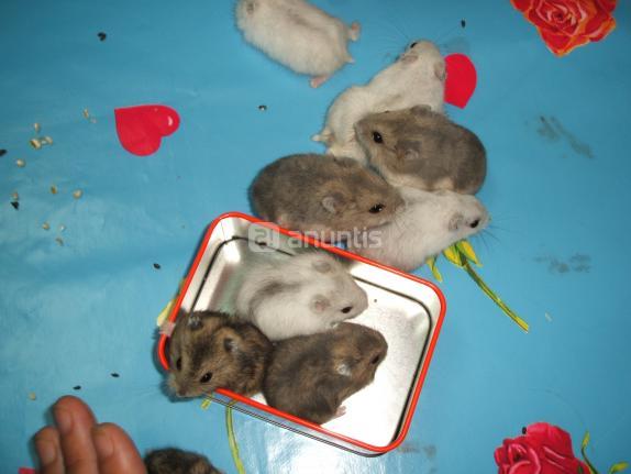 hamsters rusos varios colores(comun, perla, blanco y opalo)