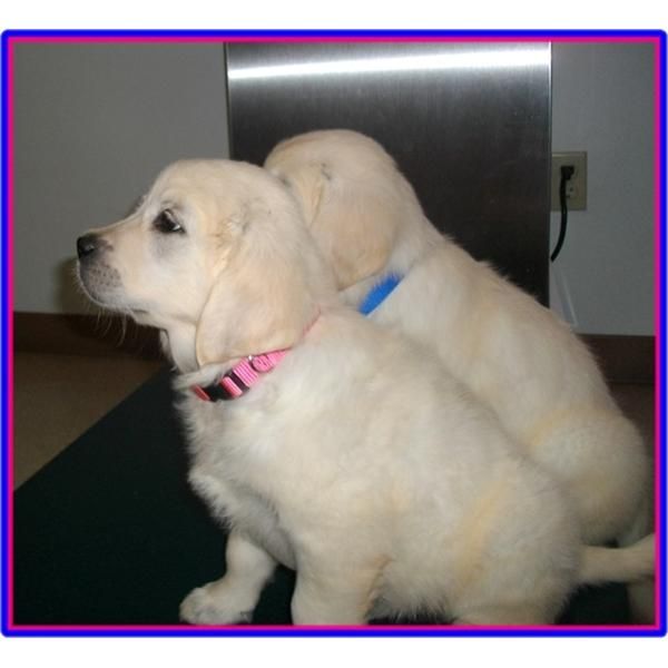 Inglés cachorros Golden Retriever.