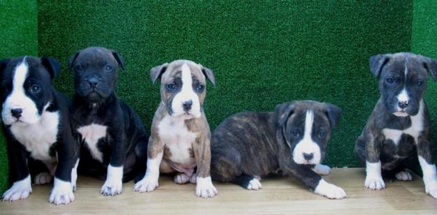 PITBULL TERRIER,190€