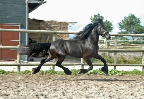 PRECIOSO CABALLO FRISON CASTRADO EN VENTA