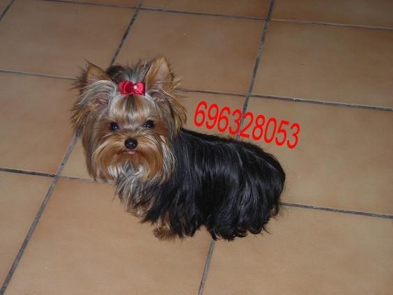 yorkshire terrier