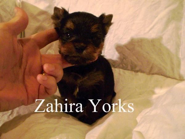 Bonito cachorro YORKSHIRE TERRIER, seriedad