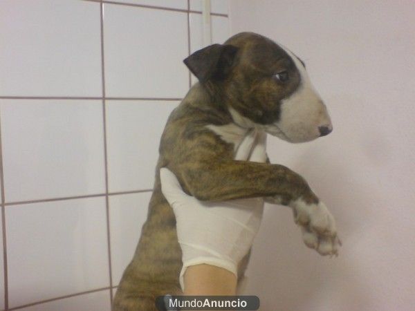 Bull Terrier, perros, cachorros, criadero, venta.