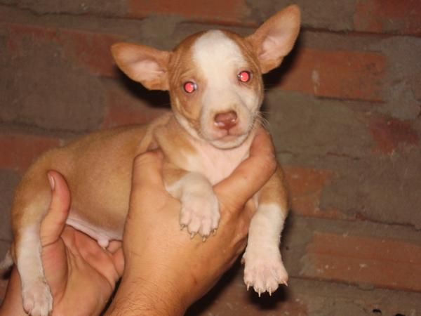 Cachorros de podenco maneto.