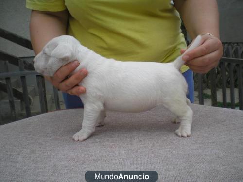 EXCELENTES CACHORROS DE BULLTERRIER CAMADA DE CALIDAD