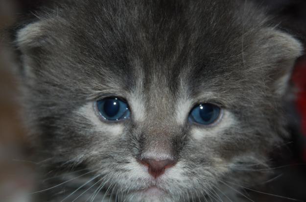 Gatitos Maine Coon