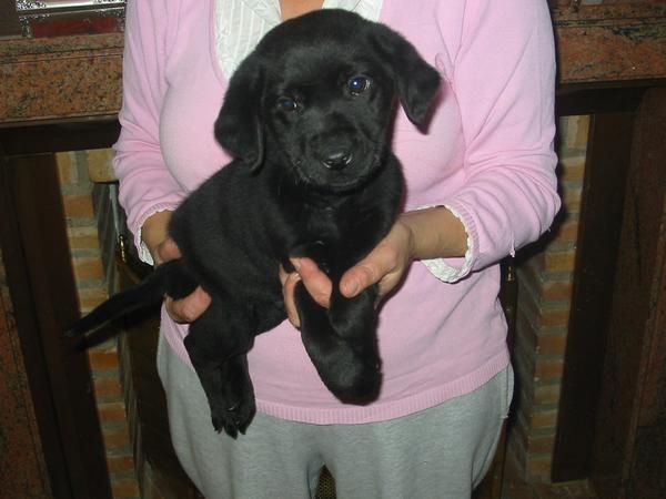 Labradores retriever,cachorros,dorados y negros.Pedigree.